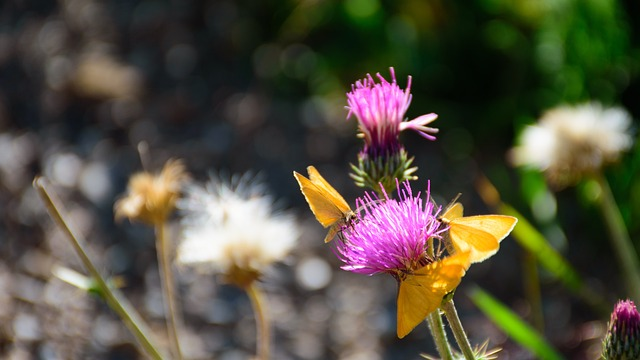 flower, butterfly, nature