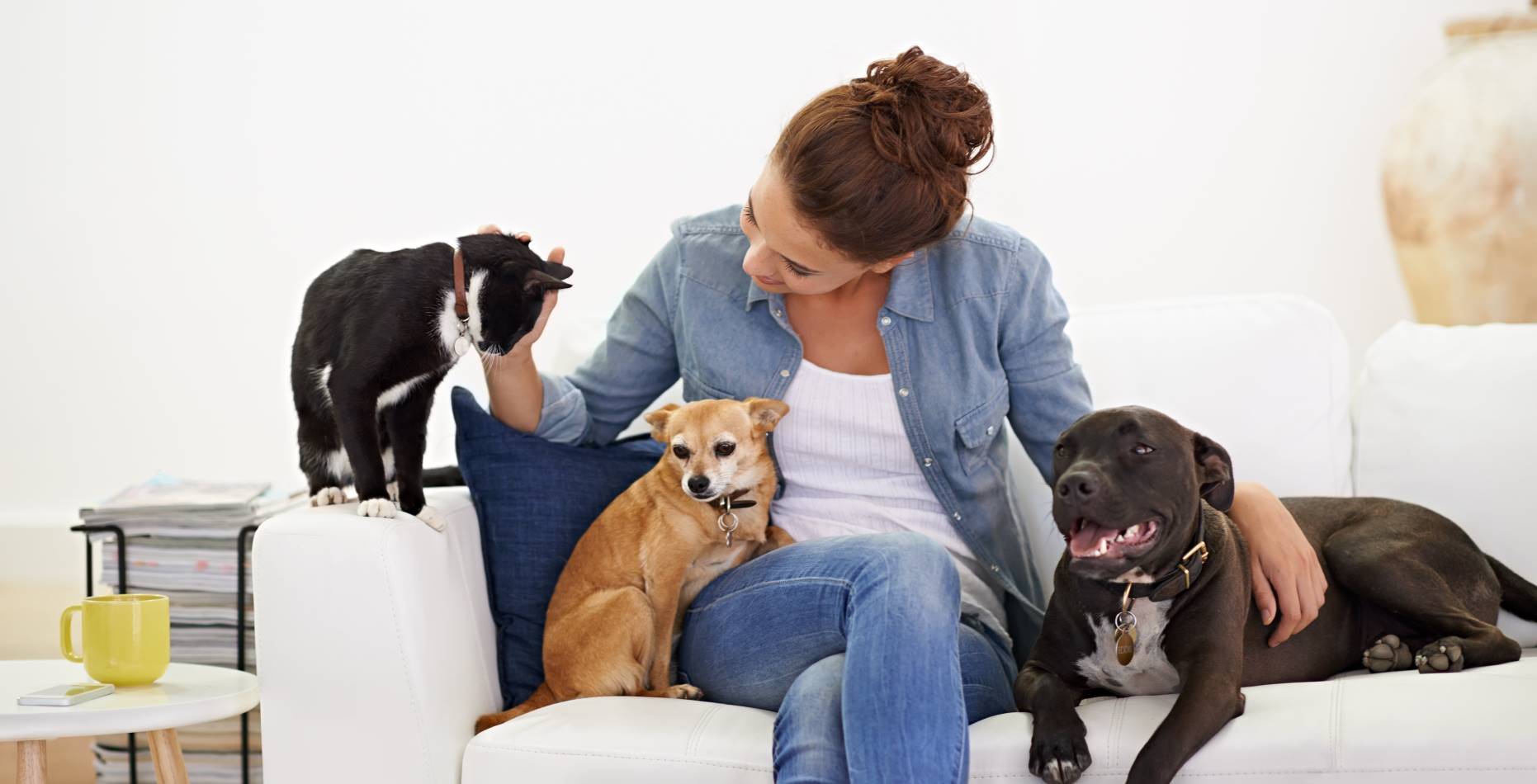 buying vs. renting for pet owners