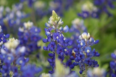 Texas Bluebonnets