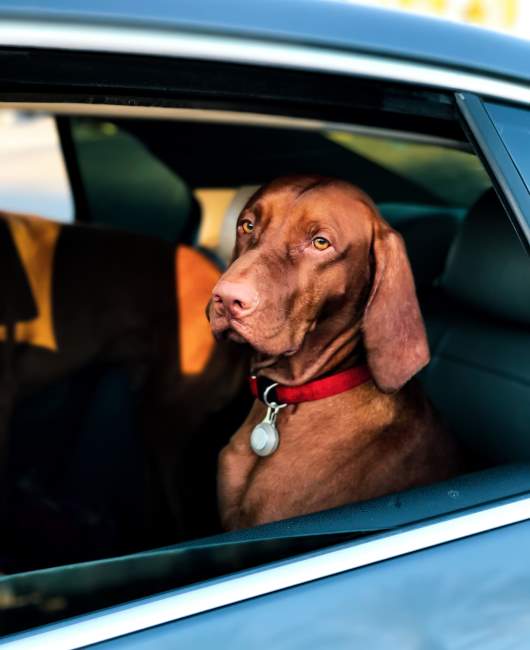 dog in car